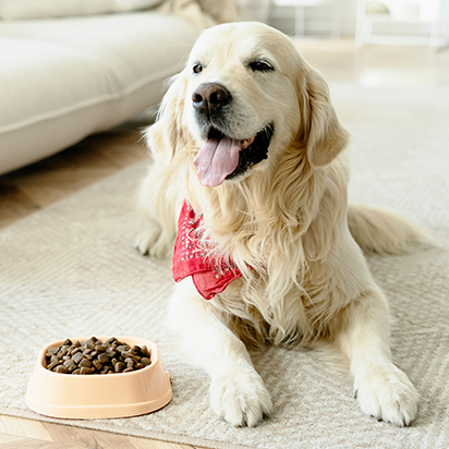 themenwelt bubblenavi unvertraeglichkeit 412x412